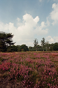 De Galderse Heide in haar karakteristieke paarse zomerglorie, anno 1995
